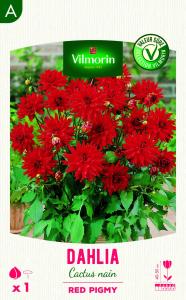 Dahlia Cactus nain Red Pigmy 